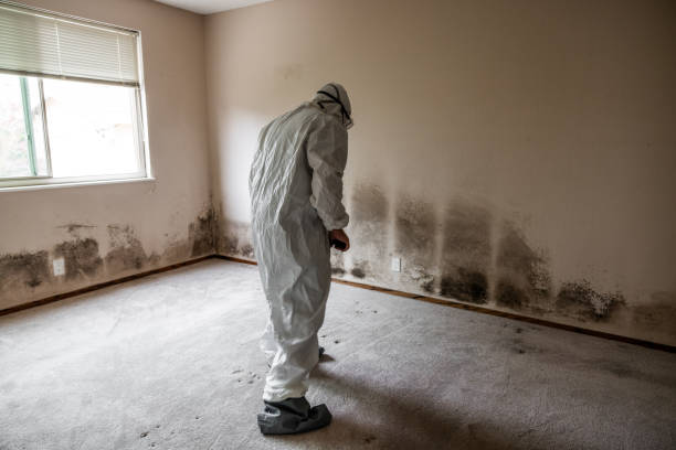 Why You Should Choose Our Mold Remediation Services in Williams, OR